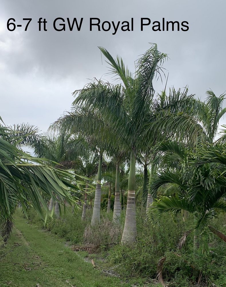 roystonea-regia-roystonea-elata-florida-royal-palm-cuban-royal-palm-royal-palm