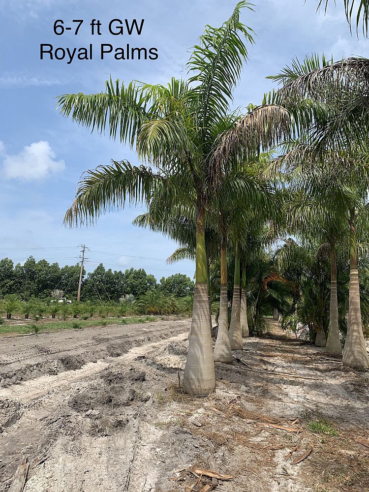 roystonea-regia-roystonea-elata-florida-royal-palm-cuban-royal-palm-royal-palm