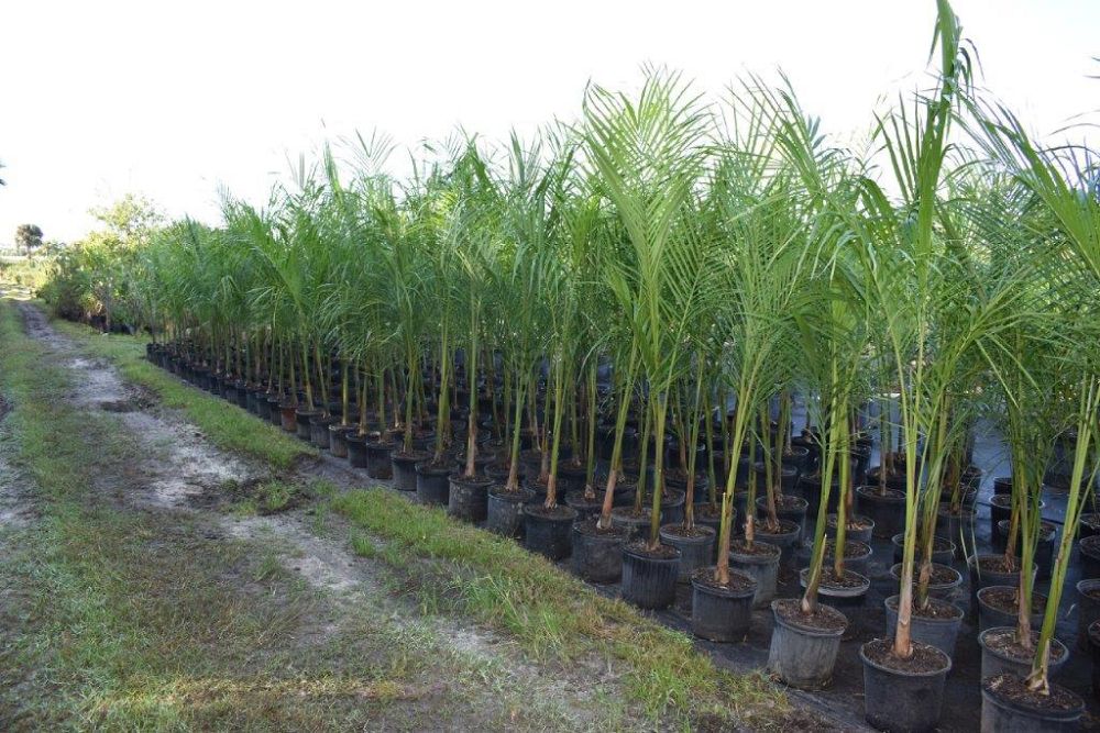 roystonea-regia-roystonea-elata-florida-royal-palm-cuban-royal-palm-royal-palm