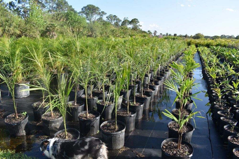 roystonea-regia-roystonea-elata-florida-royal-palm-cuban-royal-palm-royal-palm