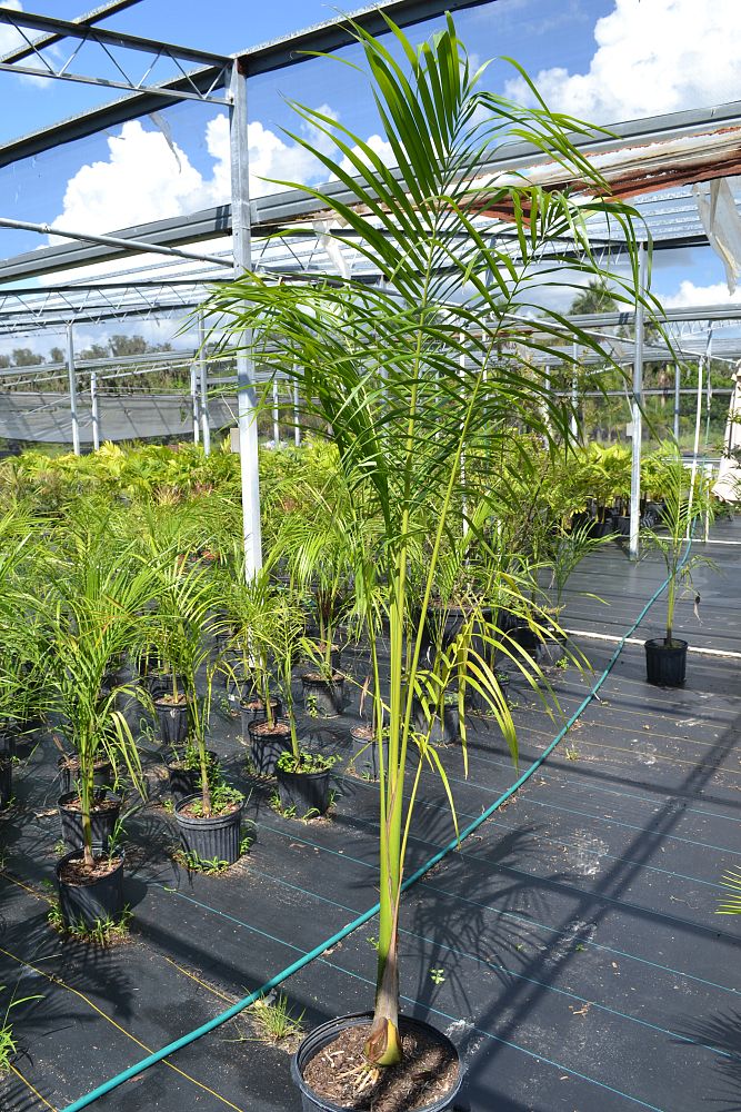 roystonea-regia-roystonea-elata-florida-royal-palm-cuban-royal-palm-royal-palm