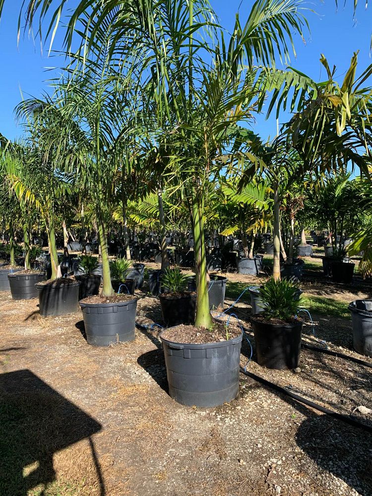 roystonea-regia-roystonea-elata-florida-royal-palm-cuban-royal-palm-royal-palm