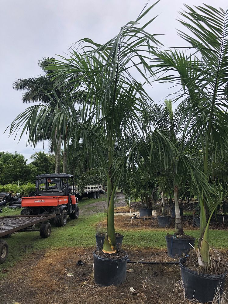 roystonea-regia-roystonea-elata-florida-royal-palm-cuban-royal-palm-royal-palm