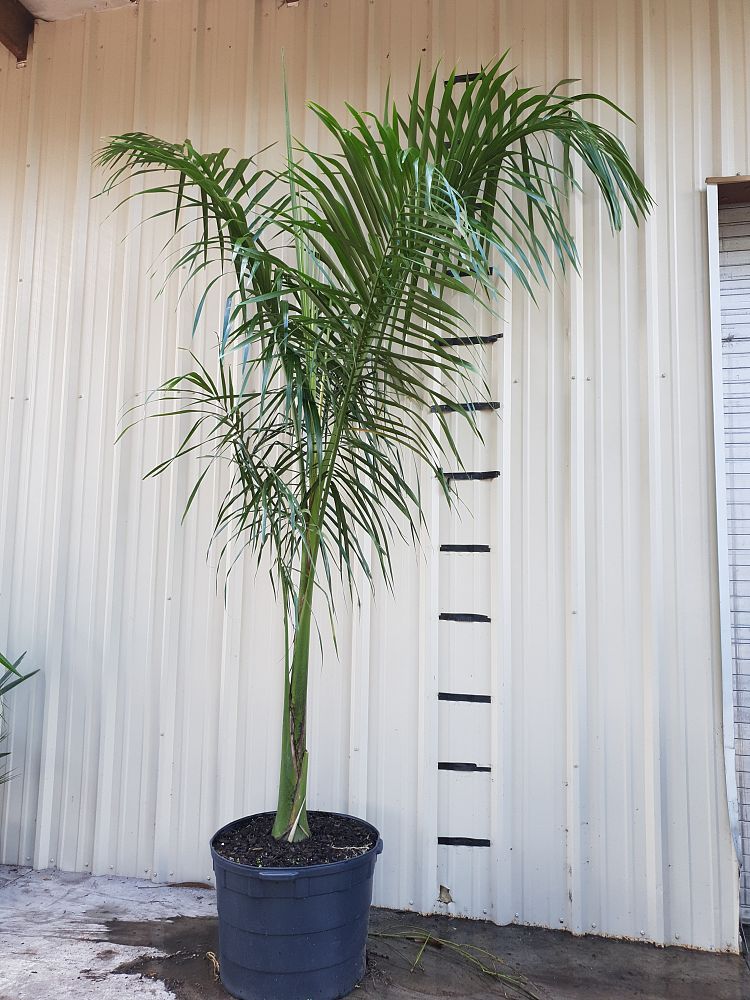 roystonea-regia-roystonea-elata-florida-royal-palm-cuban-royal-palm-royal-palm