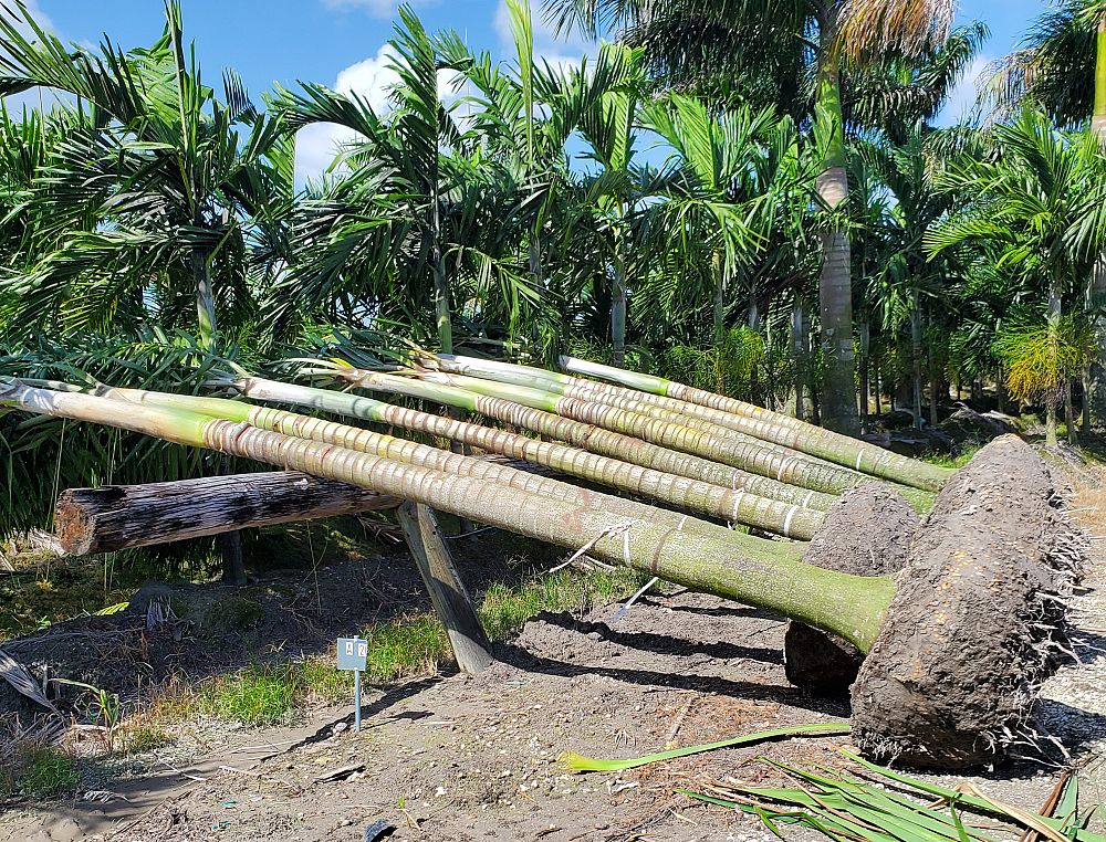 roystonea-regia-roystonea-elata-florida-royal-palm-cuban-royal-palm-royal-palm