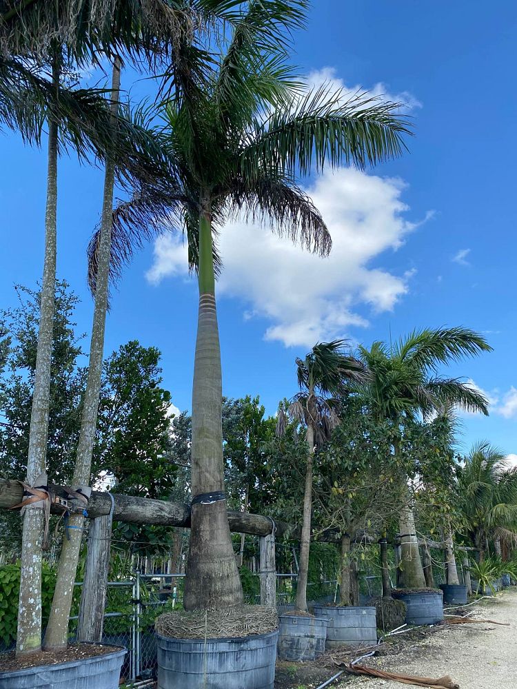 roystonea-regia-roystonea-elata-florida-royal-palm-cuban-royal-palm-royal-palm