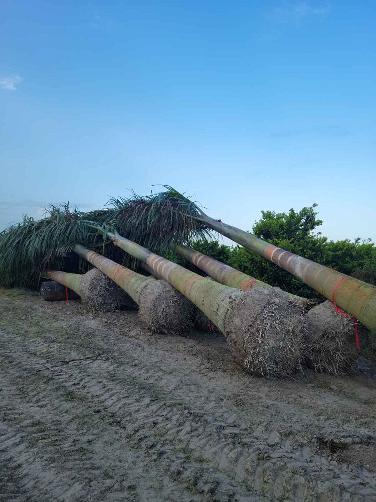 roystonea-regia-roystonea-elata-florida-royal-palm-cuban-royal-palm-royal-palm