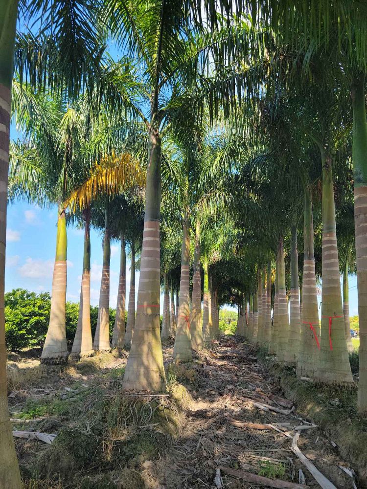 roystonea-regia-roystonea-elata-florida-royal-palm-cuban-royal-palm-royal-palm