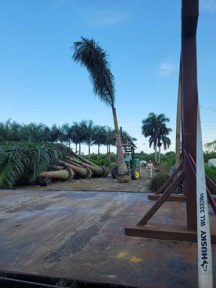 roystonea-regia-roystonea-elata-florida-royal-palm-cuban-royal-palm-royal-palm