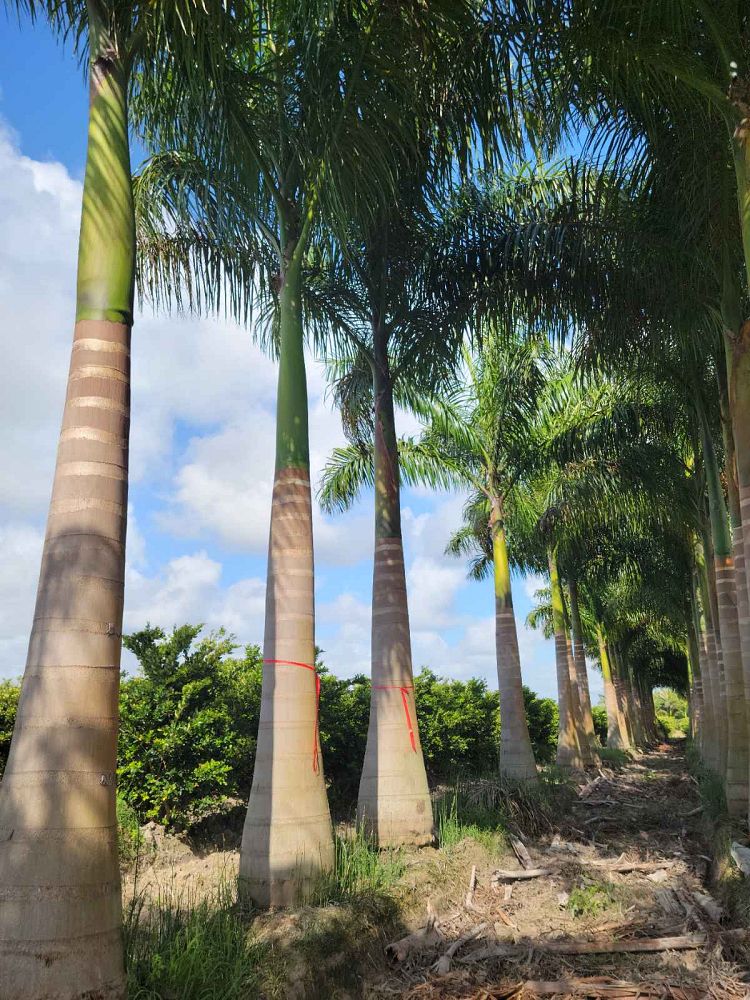roystonea-regia-roystonea-elata-florida-royal-palm-cuban-royal-palm-royal-palm