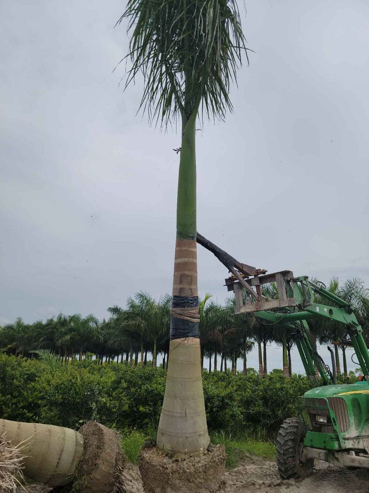roystonea-regia-roystonea-elata-florida-royal-palm-cuban-royal-palm-royal-palm