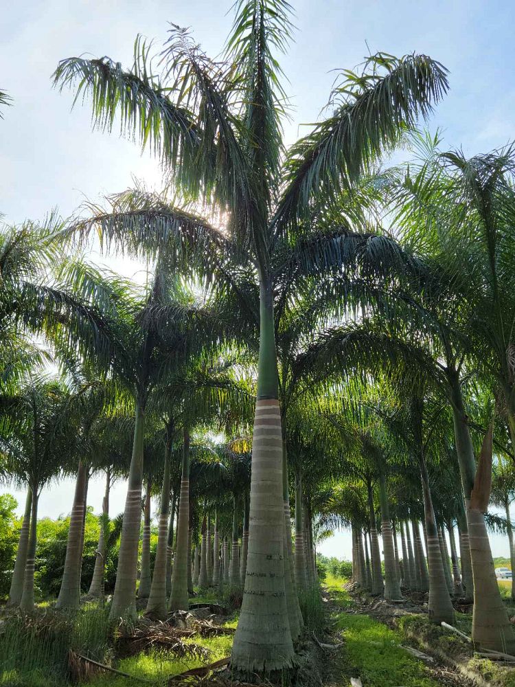 roystonea-regia-roystonea-elata-florida-royal-palm-cuban-royal-palm-royal-palm