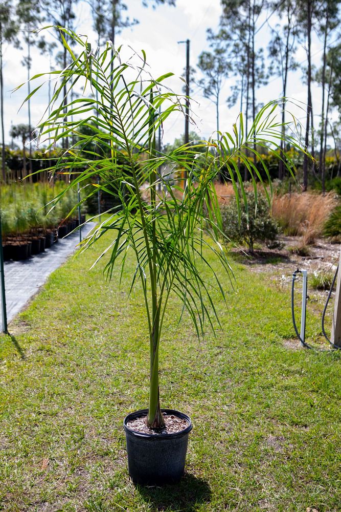 roystonea-regia-roystonea-elata-florida-royal-palm-cuban-royal-palm-royal-palm