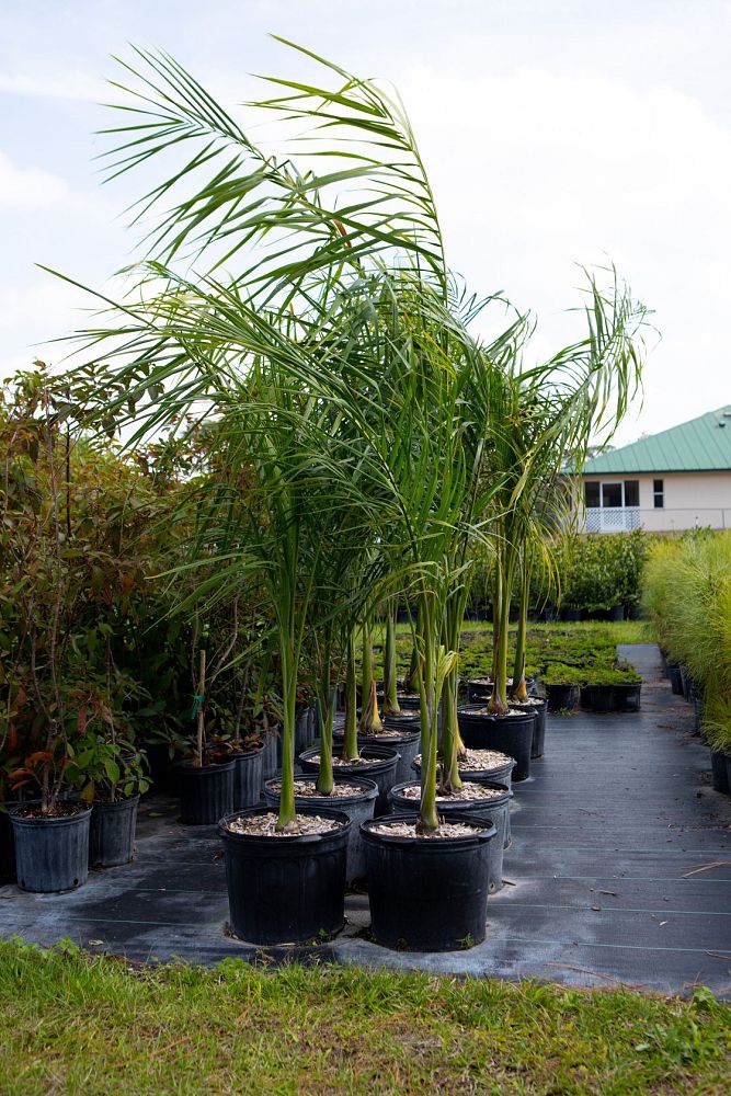 roystonea-regia-roystonea-elata-florida-royal-palm-cuban-royal-palm-royal-palm