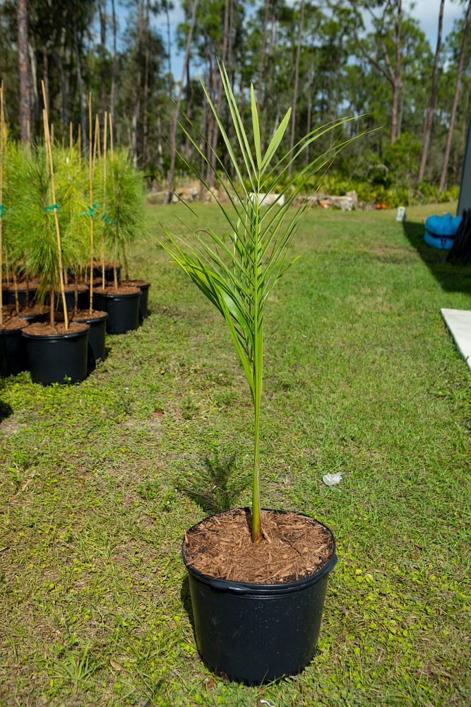 roystonea-regia-roystonea-elata-florida-royal-palm-cuban-royal-palm-royal-palm