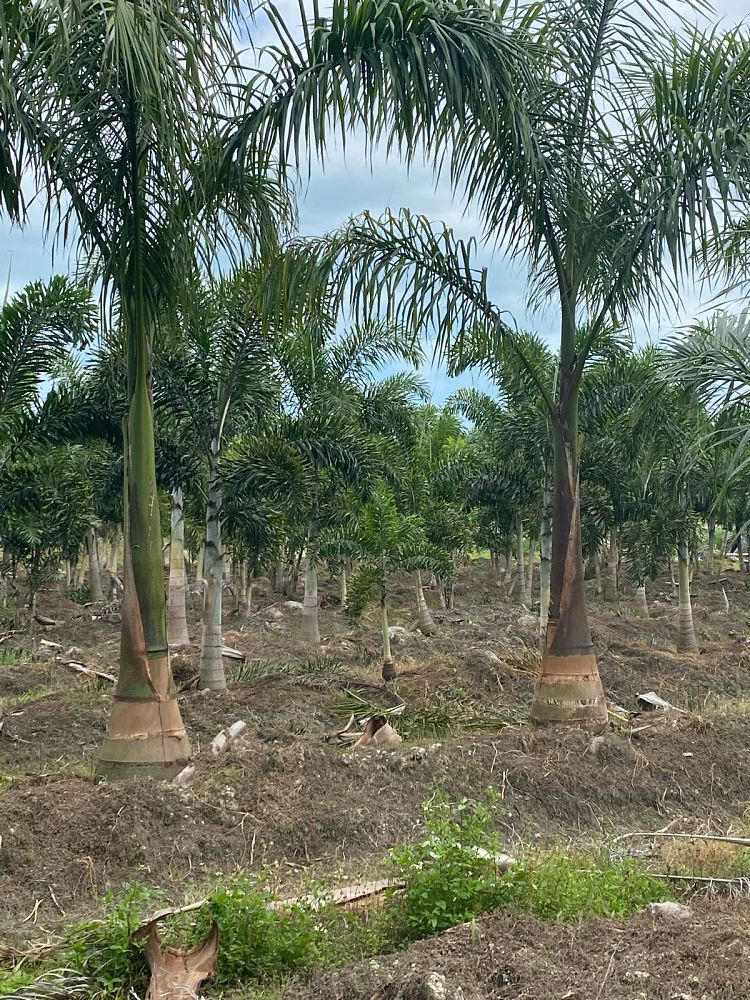 roystonea-regia-roystonea-elata-florida-royal-palm-cuban-royal-palm-royal-palm