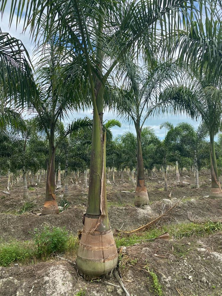 roystonea-regia-roystonea-elata-florida-royal-palm-cuban-royal-palm-royal-palm