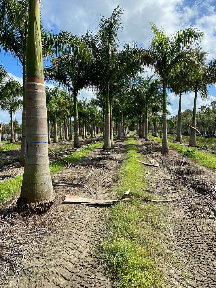 roystonea-regia-roystonea-elata-florida-royal-palm-cuban-royal-palm-royal-palm