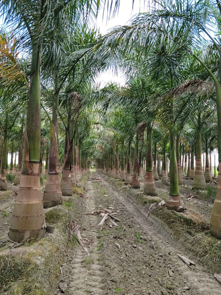 roystonea-regia-roystonea-elata-florida-royal-palm-cuban-royal-palm-royal-palm