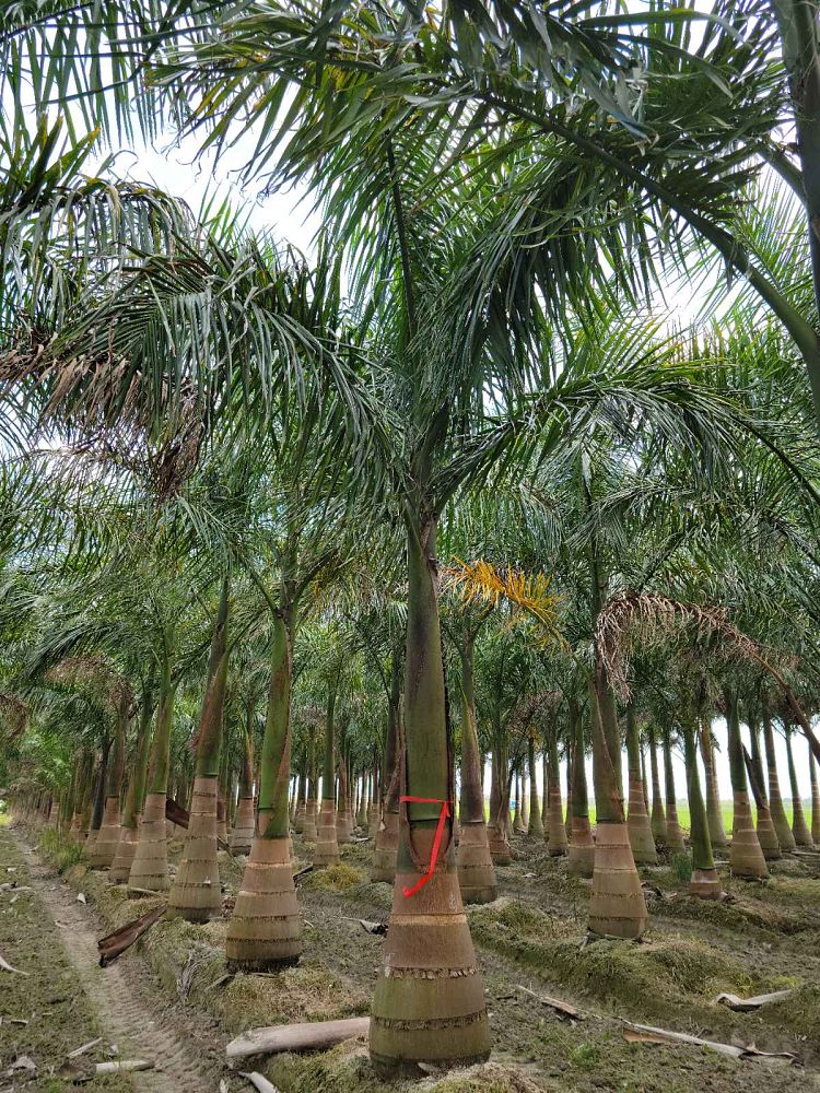 roystonea-regia-roystonea-elata-florida-royal-palm-cuban-royal-palm-royal-palm