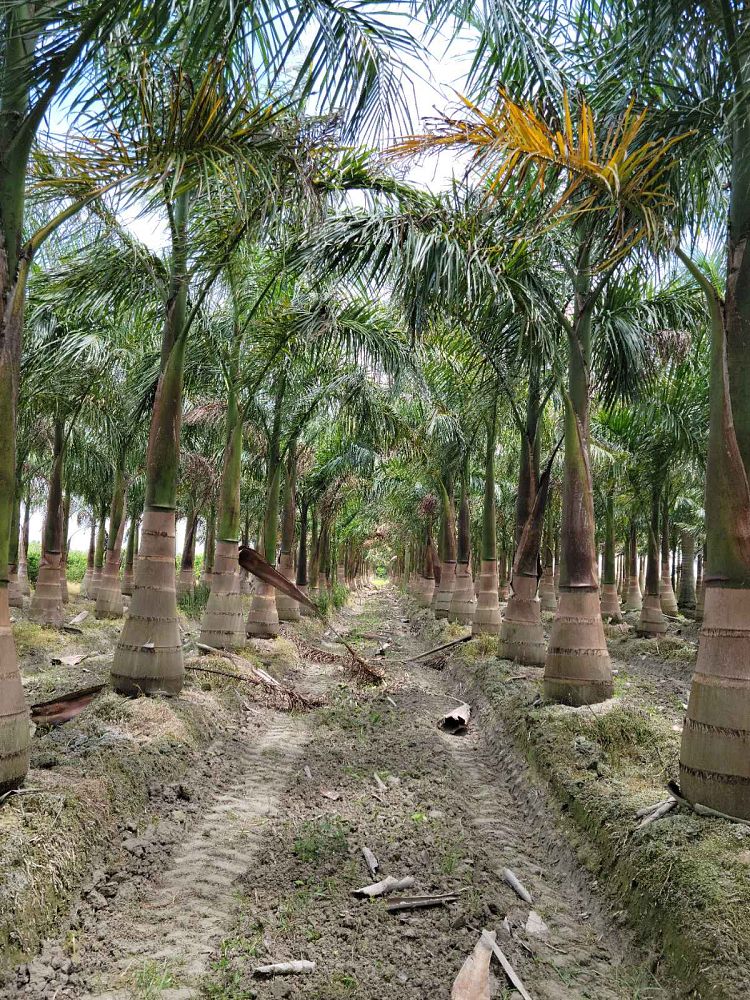 roystonea-regia-roystonea-elata-florida-royal-palm-cuban-royal-palm-royal-palm