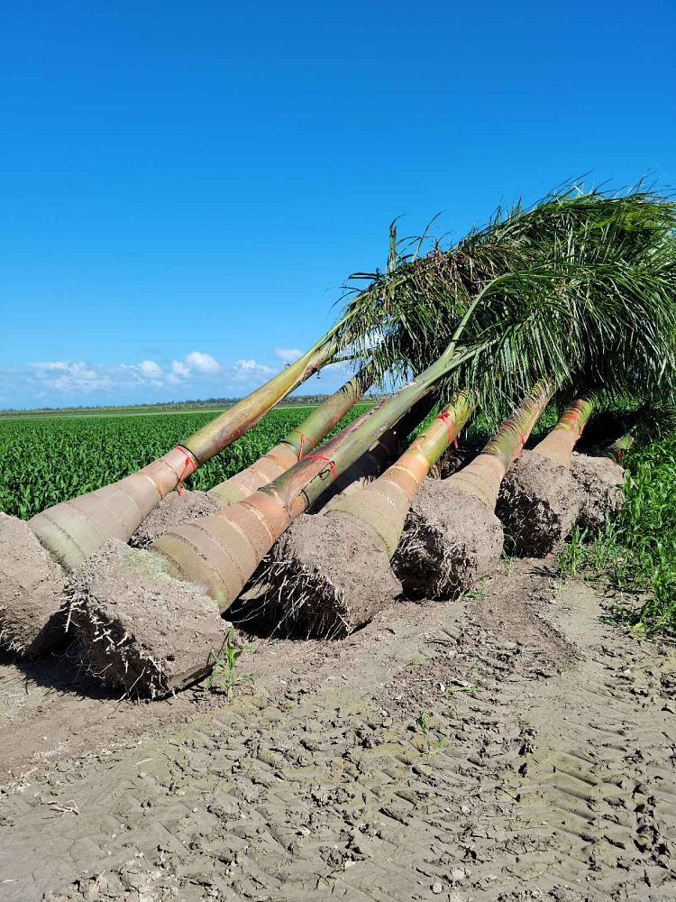 roystonea-regia-roystonea-elata-florida-royal-palm-cuban-royal-palm-royal-palm