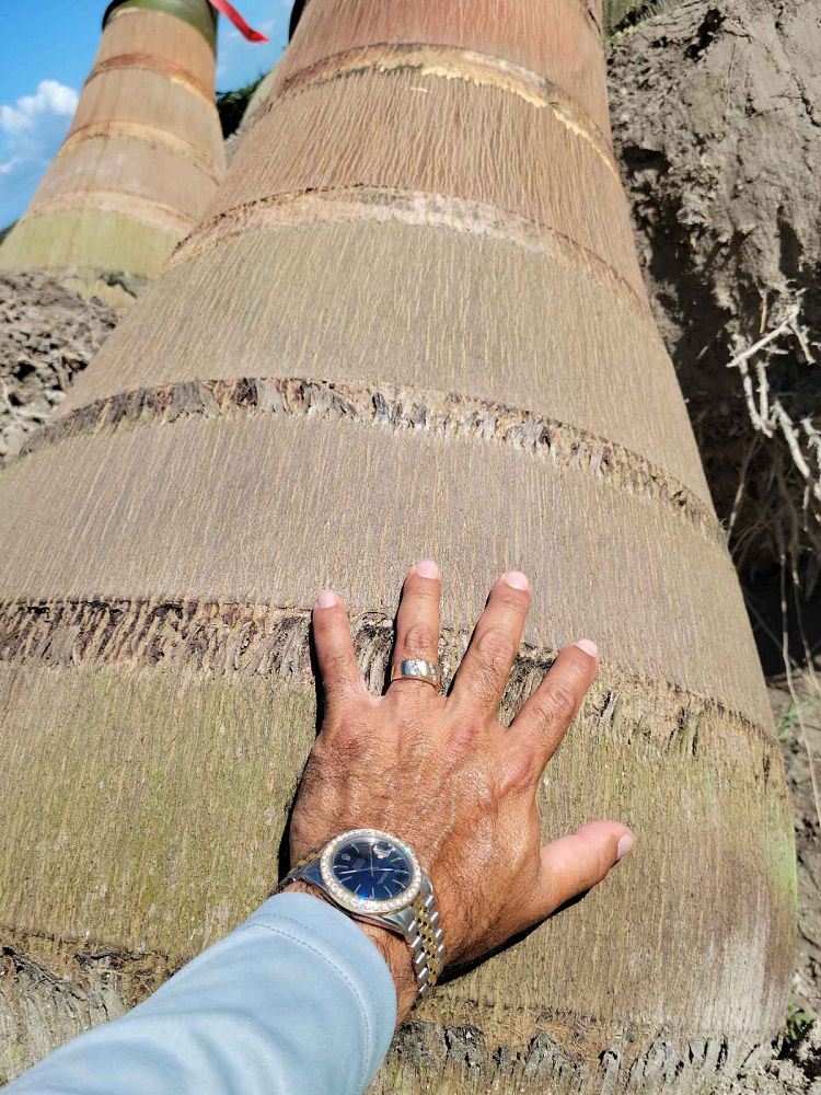 roystonea-regia-roystonea-elata-florida-royal-palm-cuban-royal-palm-royal-palm