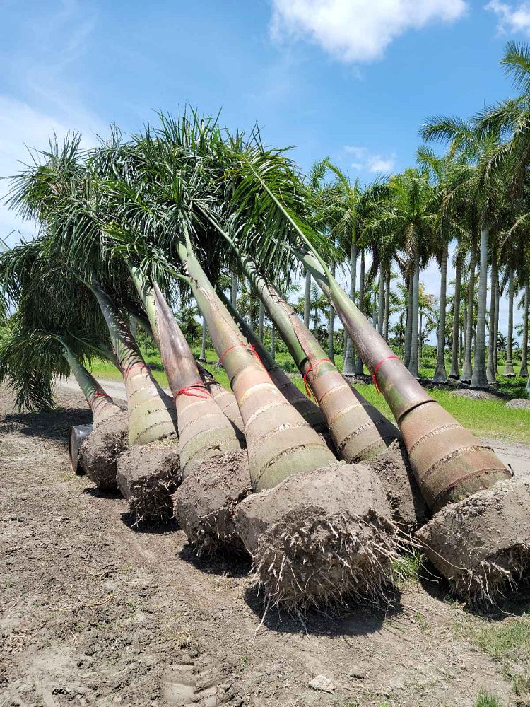 roystonea-regia-roystonea-elata-florida-royal-palm-cuban-royal-palm-royal-palm