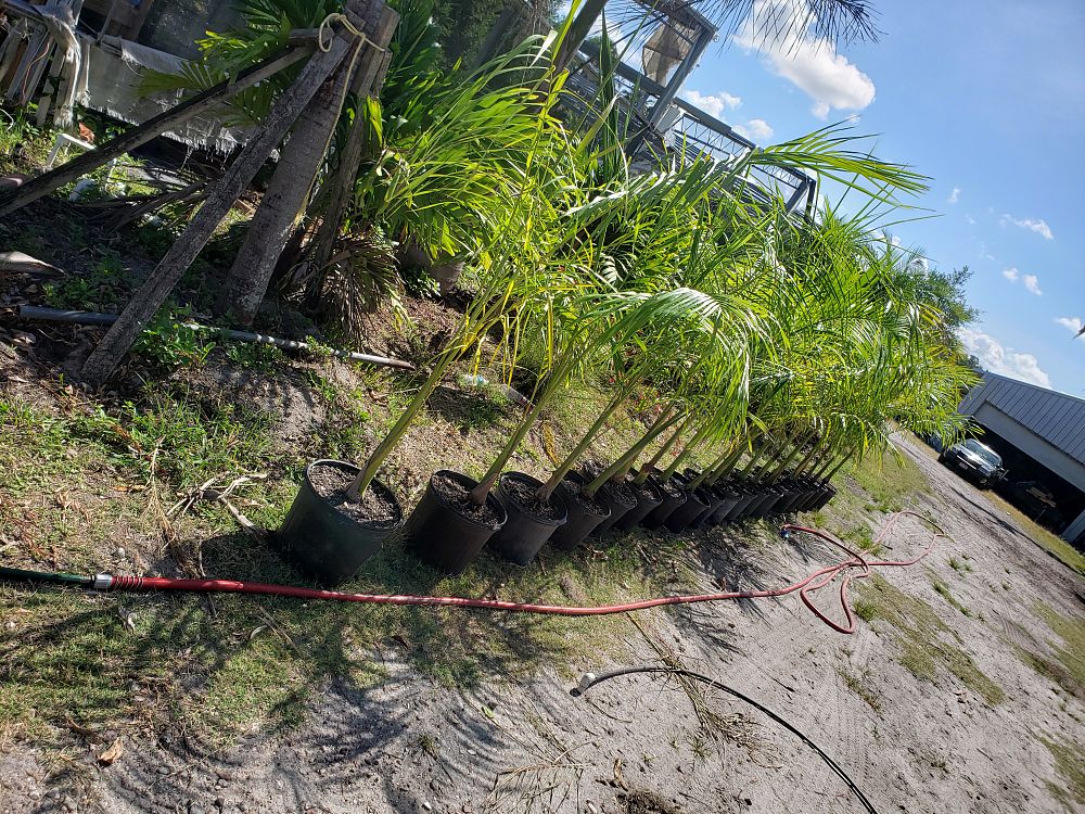roystonea-regia-roystonea-elata-florida-royal-palm-cuban-royal-palm-royal-palm