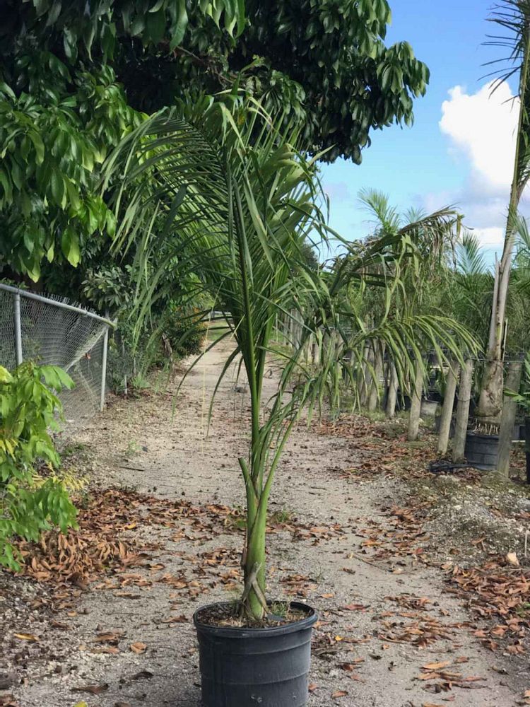 roystonea-regia-roystonea-elata-florida-royal-palm-cuban-royal-palm-royal-palm