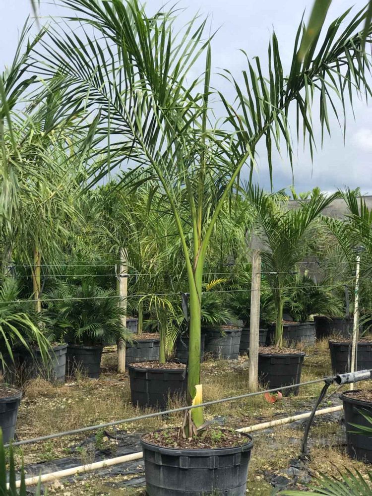 roystonea-regia-roystonea-elata-florida-royal-palm-cuban-royal-palm-royal-palm