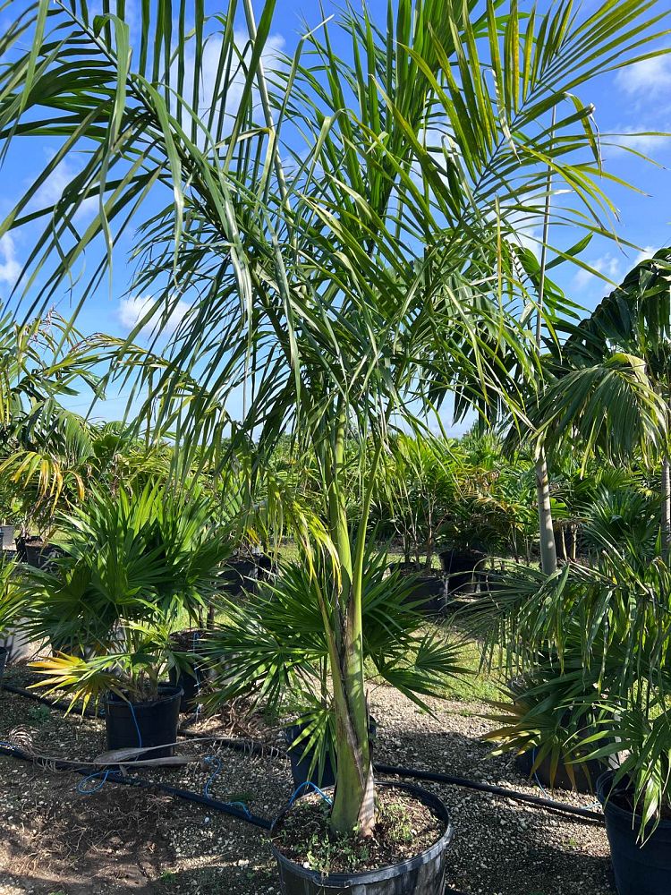 roystonea-regia-roystonea-elata-florida-royal-palm-cuban-royal-palm-royal-palm