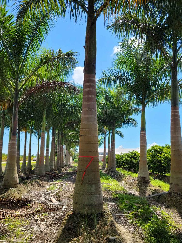 roystonea-regia-roystonea-elata-florida-royal-palm-cuban-royal-palm-royal-palm