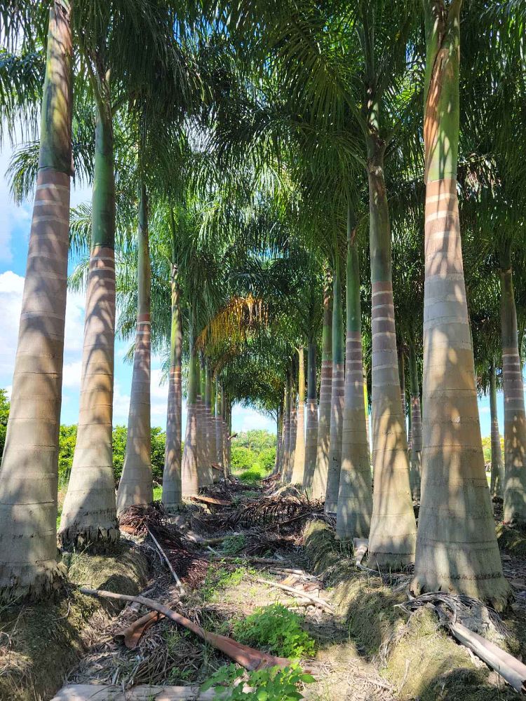 roystonea-regia-roystonea-elata-florida-royal-palm-cuban-royal-palm-royal-palm