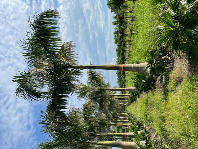 roystonea-regia-roystonea-elata-florida-royal-palm-cuban-royal-palm-royal-palm