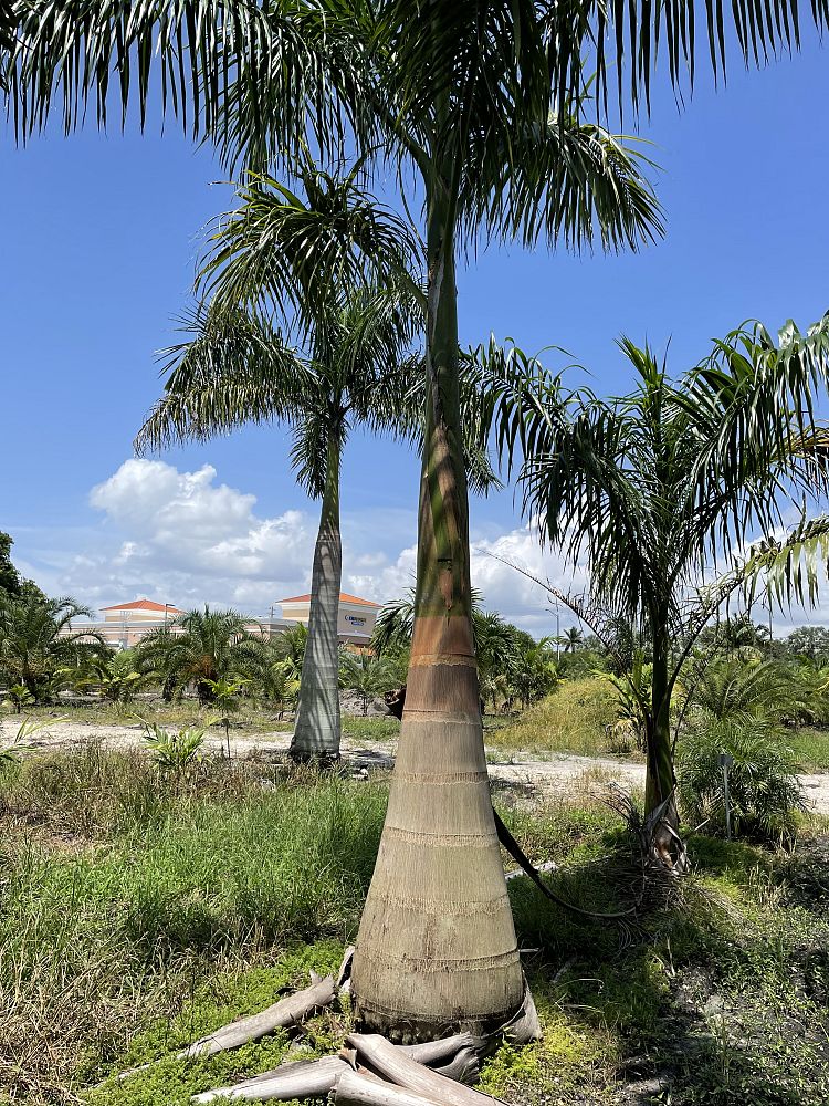 roystonea-regia-roystonea-elata-florida-royal-palm-cuban-royal-palm-royal-palm