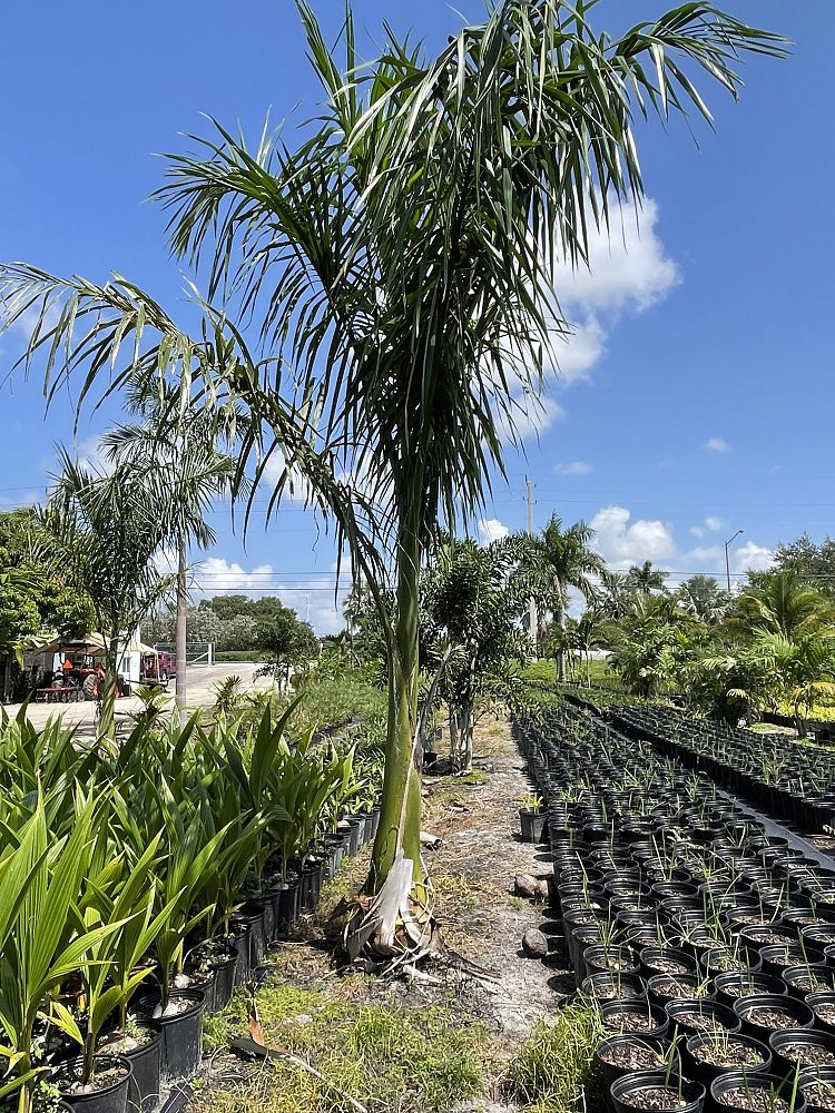 roystonea-regia-roystonea-elata-florida-royal-palm-cuban-royal-palm-royal-palm