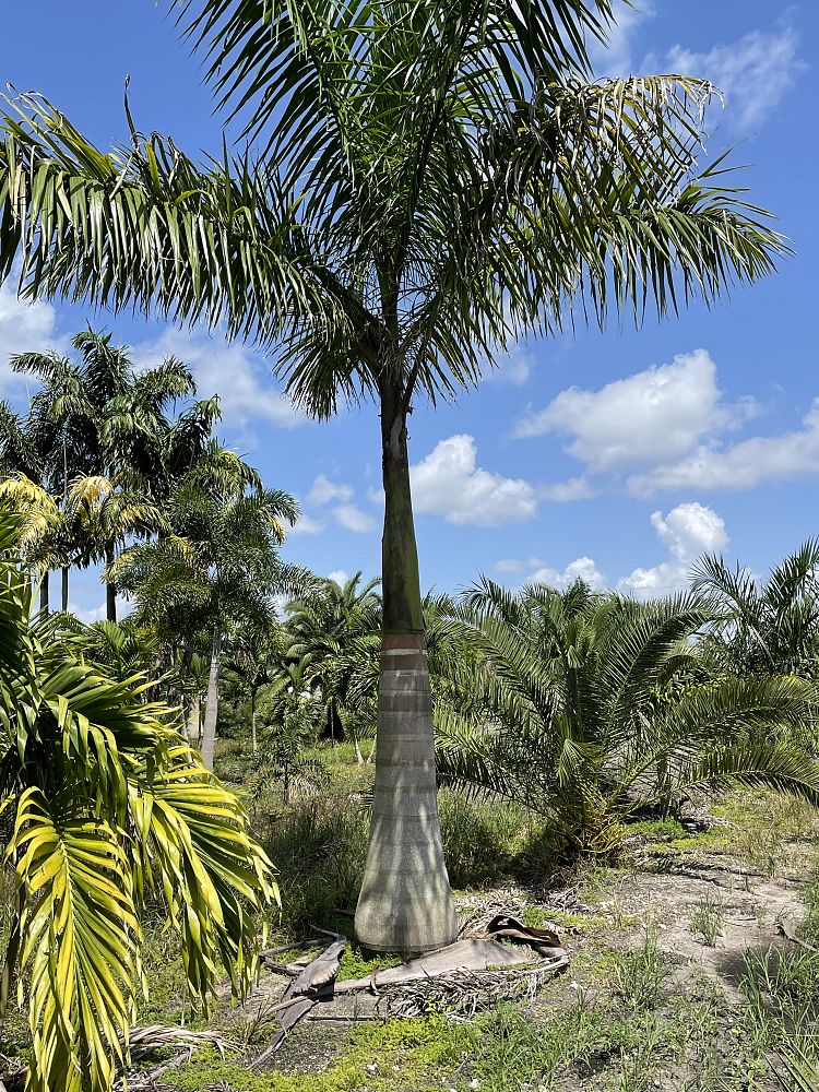 roystonea-regia-roystonea-elata-florida-royal-palm-cuban-royal-palm-royal-palm