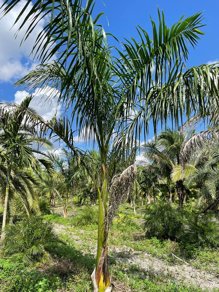 roystonea-regia-roystonea-elata-florida-royal-palm-cuban-royal-palm-royal-palm