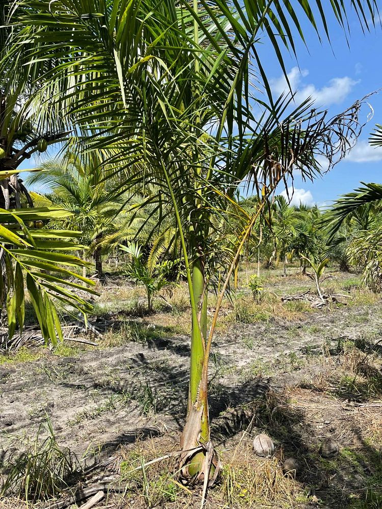 roystonea-regia-roystonea-elata-florida-royal-palm-cuban-royal-palm-royal-palm