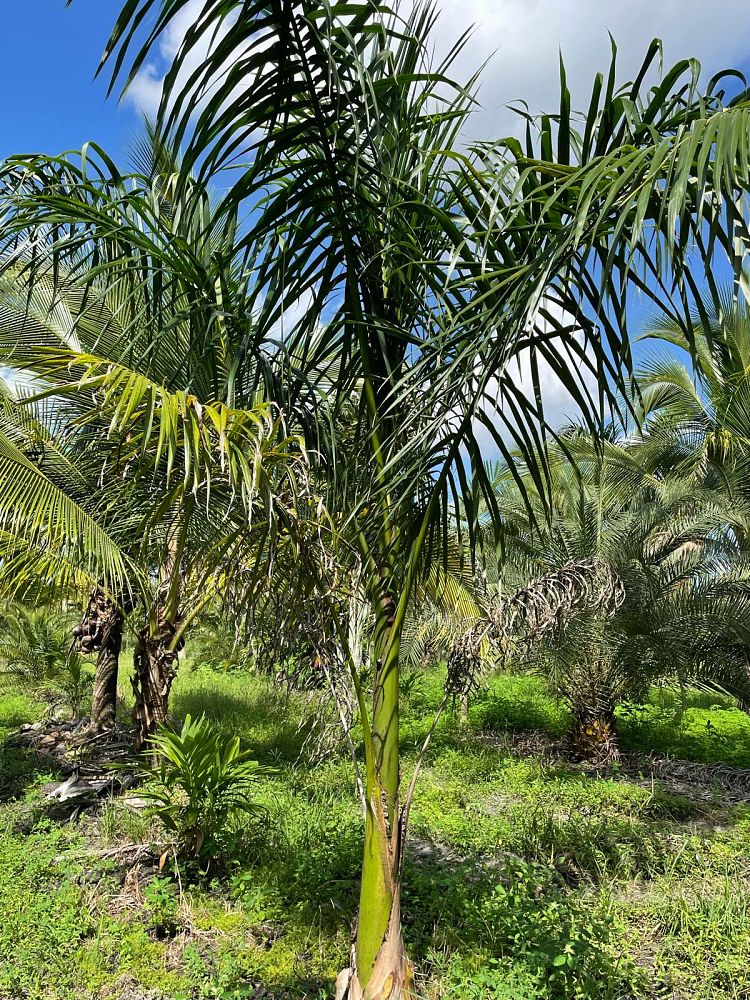 roystonea-regia-roystonea-elata-florida-royal-palm-cuban-royal-palm-royal-palm