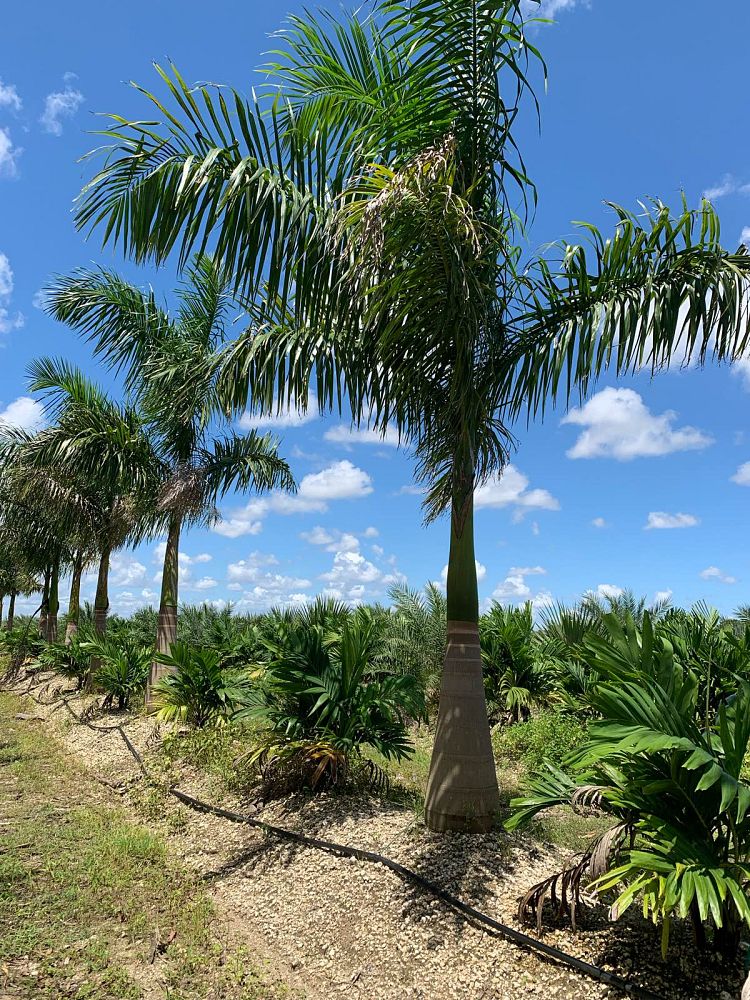 roystonea-regia-roystonea-elata-florida-royal-palm-cuban-royal-palm-royal-palm