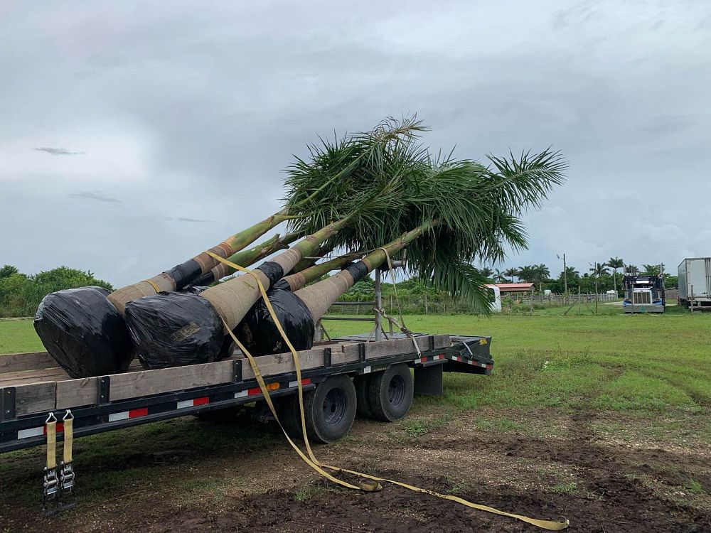 roystonea-regia-roystonea-elata-florida-royal-palm-cuban-royal-palm-royal-palm