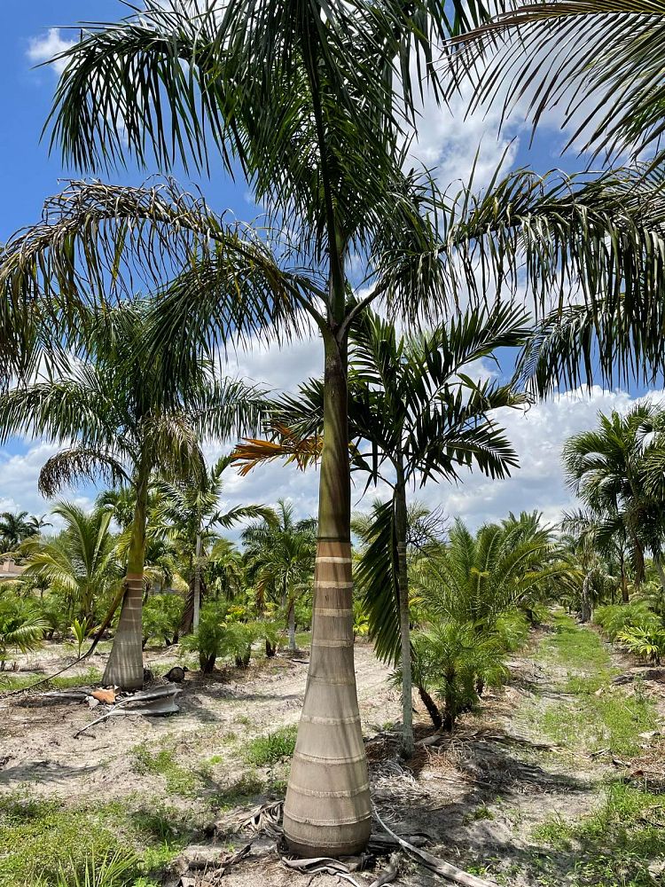 roystonea-regia-roystonea-elata-florida-royal-palm-cuban-royal-palm-royal-palm