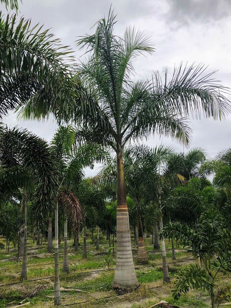 roystonea-regia-roystonea-elata-florida-royal-palm-cuban-royal-palm-royal-palm