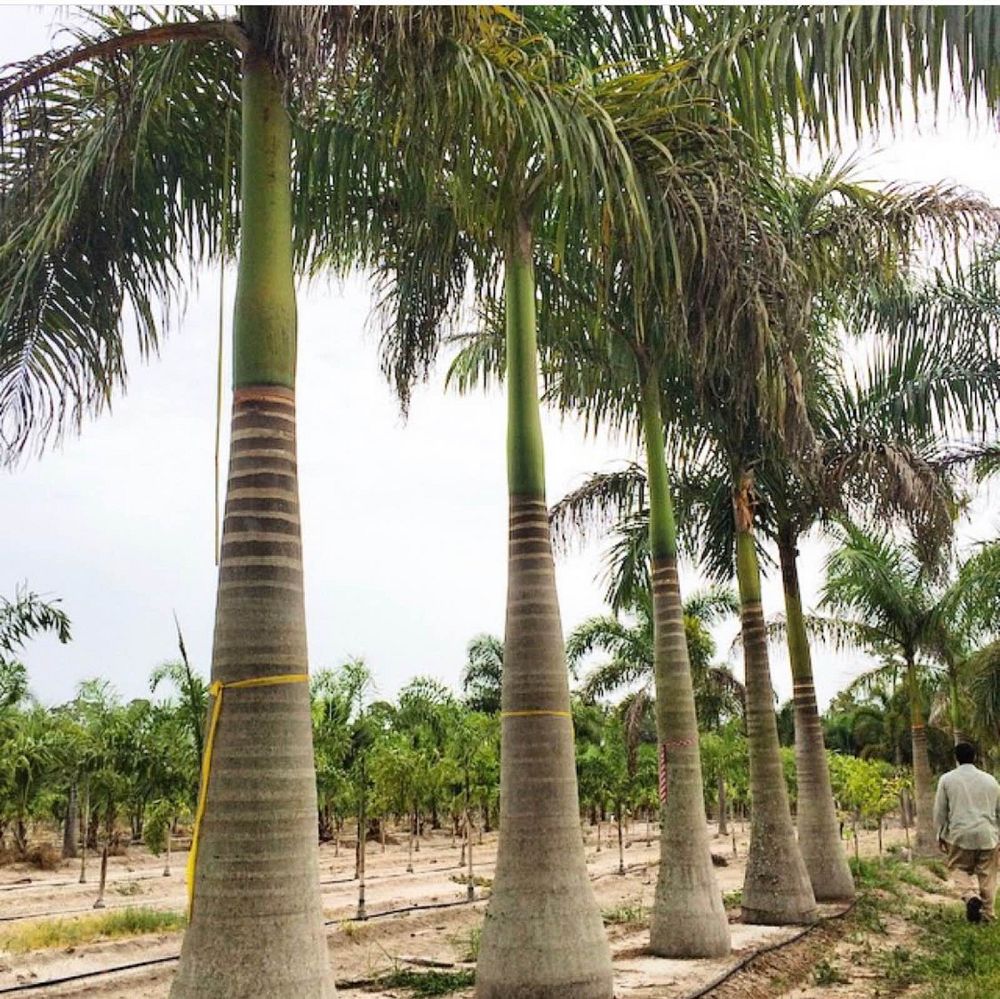 roystonea-regia-roystonea-elata-florida-royal-palm-cuban-royal-palm-royal-palm