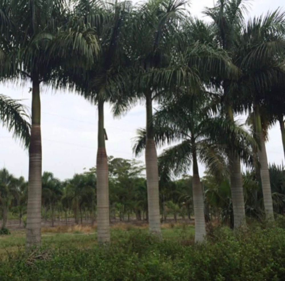 roystonea-regia-roystonea-elata-florida-royal-palm-cuban-royal-palm-royal-palm