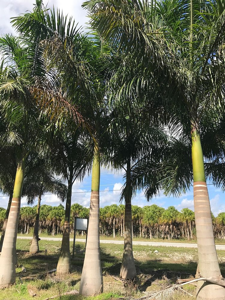 roystonea-regia-roystonea-elata-florida-royal-palm-cuban-royal-palm-royal-palm