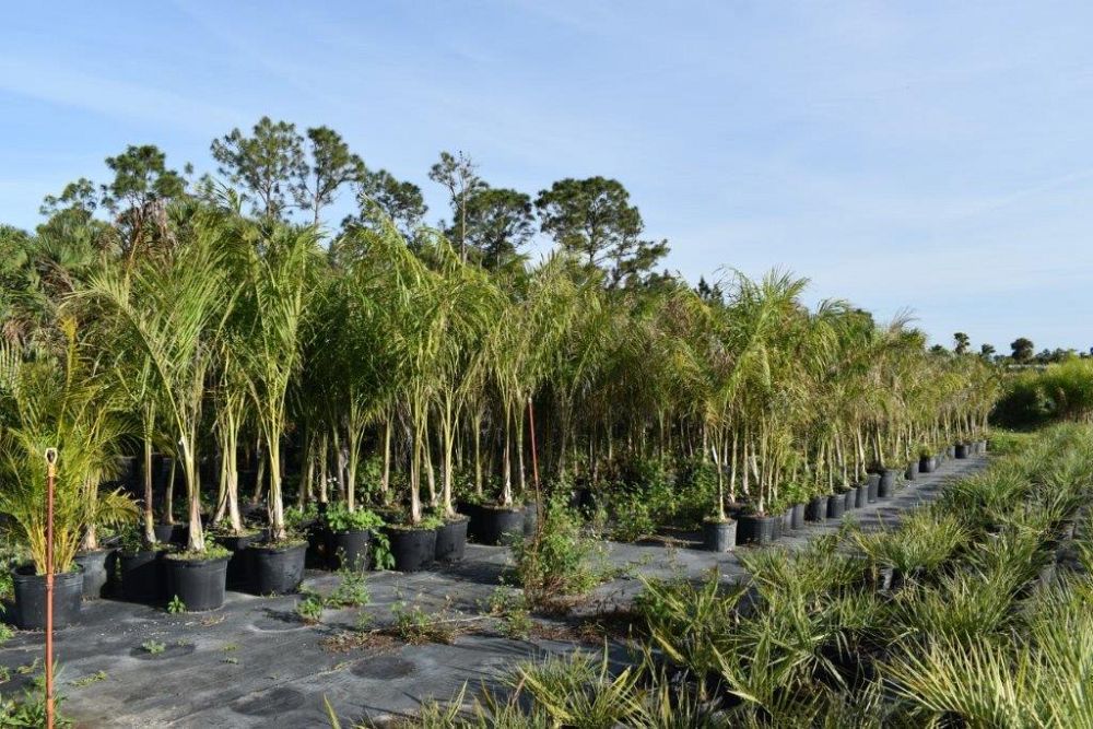 roystonea-regia-roystonea-elata-florida-royal-palm-cuban-royal-palm-royal-palm