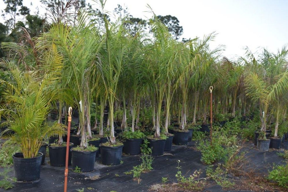 roystonea-regia-roystonea-elata-florida-royal-palm-cuban-royal-palm-royal-palm